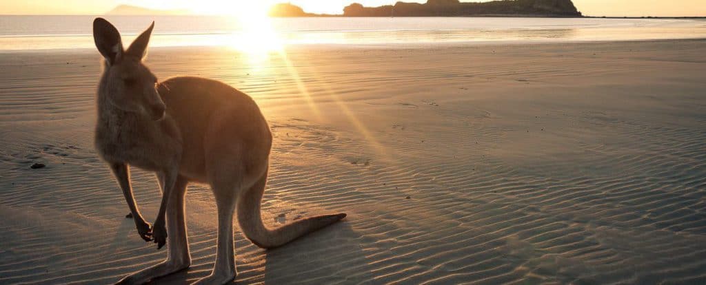 Animals Australia