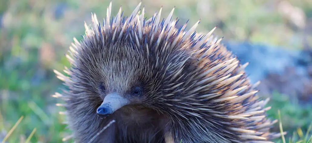 Echidna