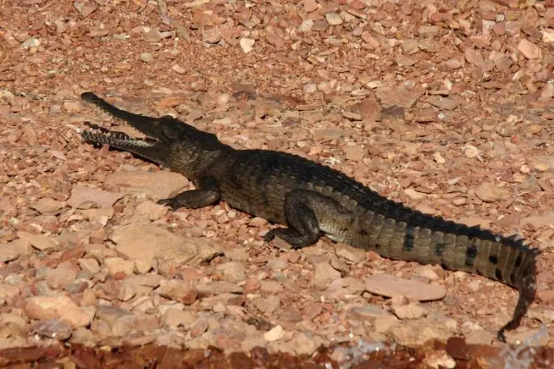 Freshwater Crocodile