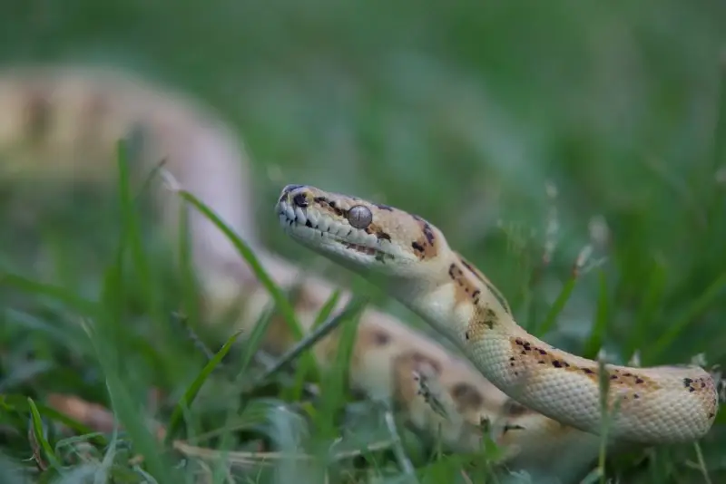 Snakes Australia