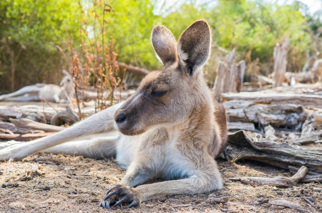 Wildlife Carers